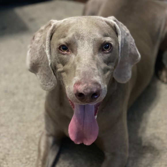 Meet your Posher, Shuree - Picture 3 of 3